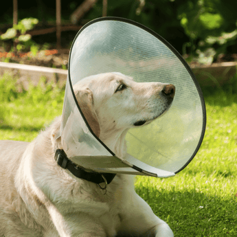 Dog in recovery cone