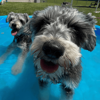 Dog Cooling