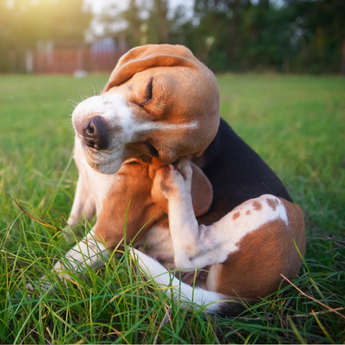 Dog Flea, Worm & Tick