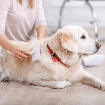 Dog Grooming