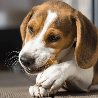 Dog Dental Treats