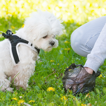 Dog Waste