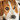 Beagle looking in to the distance lying down