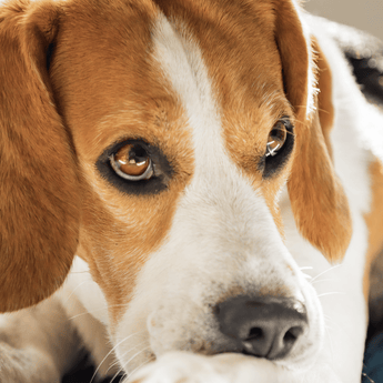 Beagle looking in to the distance lying down