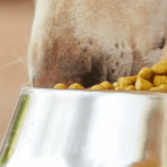 Kidney & Liver - PDSA Pet Store