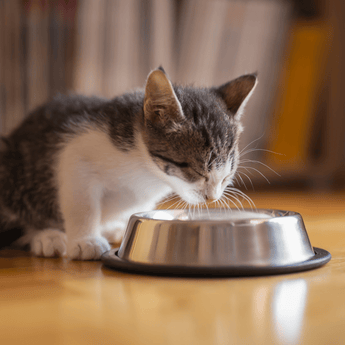 Kitten eating from metallic bowl