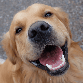Golden retriever looking happily forward