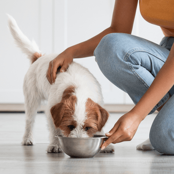 Puppy eating out of metallic bowl held by owner on the floor of a kitchen