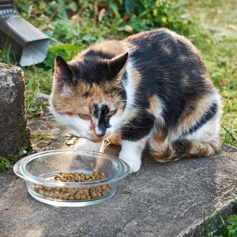 Older cat eating from bowl outside