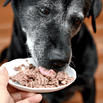 Older dog eating food from a shallow bowl in the hand of it's owner