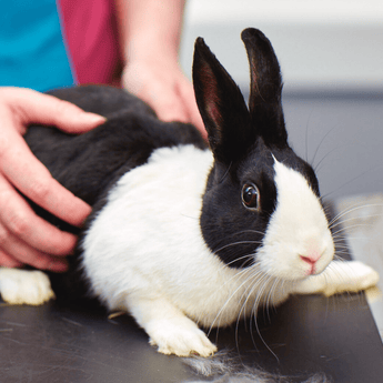 Rabbit with PDSA Vet