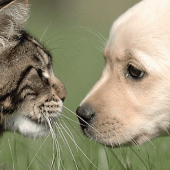 Urine & Bladder Care - PDSA Pet Store