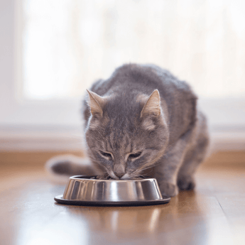 Wet Cat Food