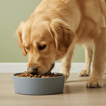 Wet Dog Food