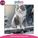 Cat sitting on a snowy ledge with holly bushes in the background