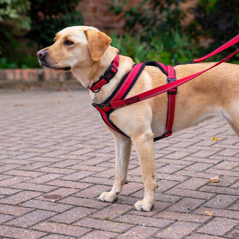 Halti Comfy Harness on dog