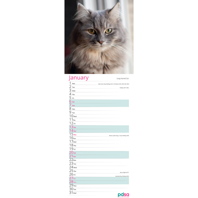 PDSA Cat Calendar