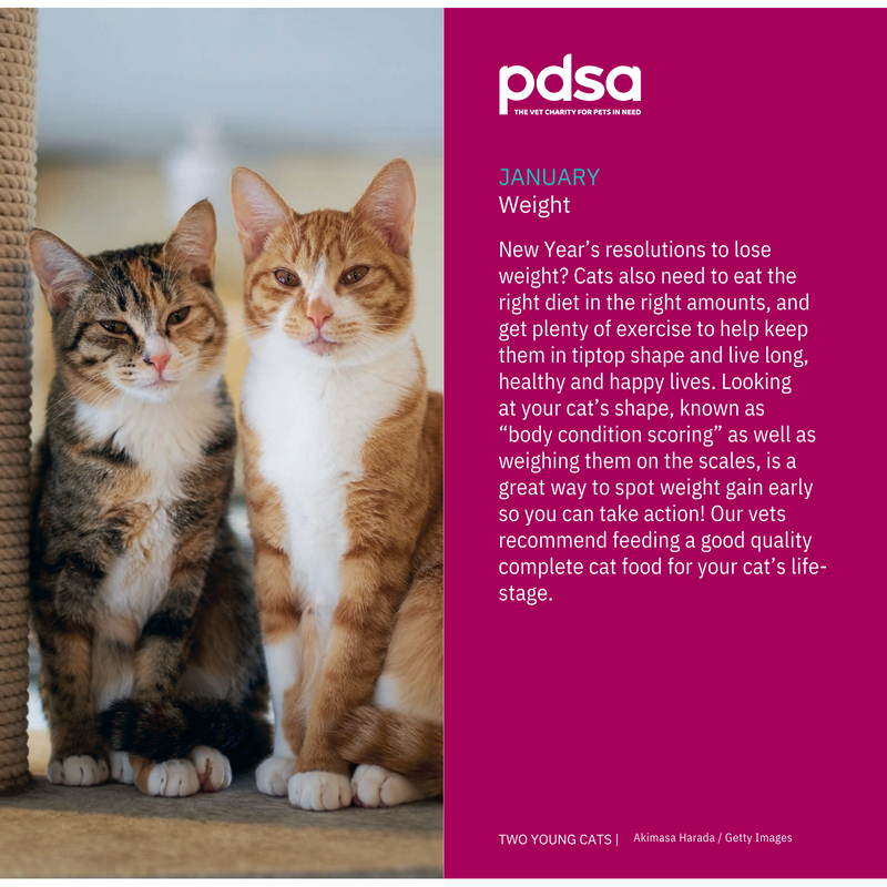 PDSA Cat Diary