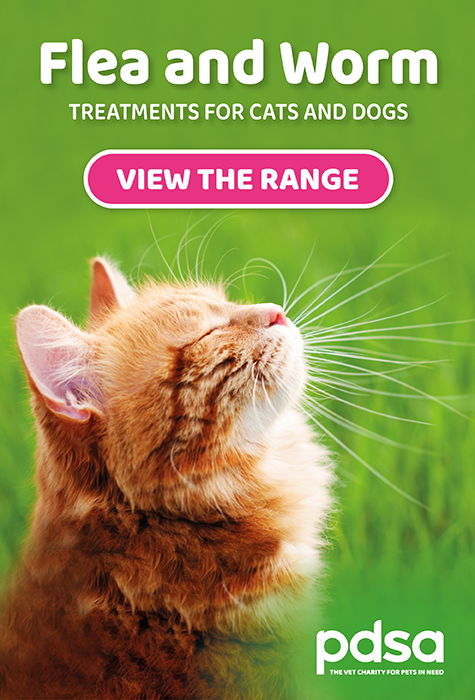 Flea and Worming mobile banner - ginger cat