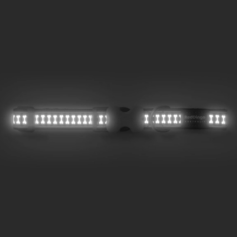 A Red Dingo Turquoise Reflective Dog Collar in a dark room reflecting light