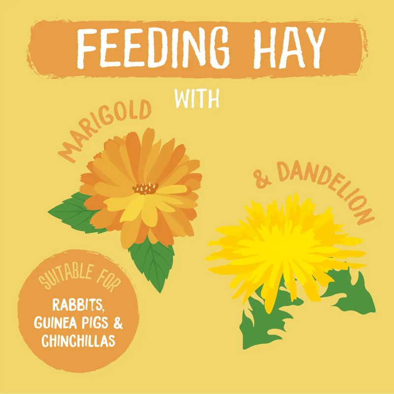 Burgess Excel Feeding Hay with Dandelion and Marigold - PDSA Pet Store