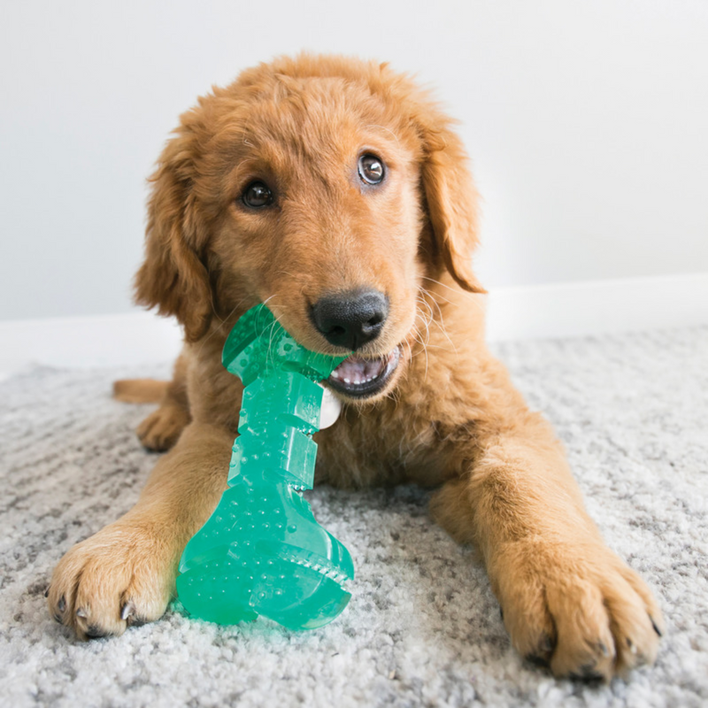Kong Dental Squeezz stick in the mouth of a Labrador