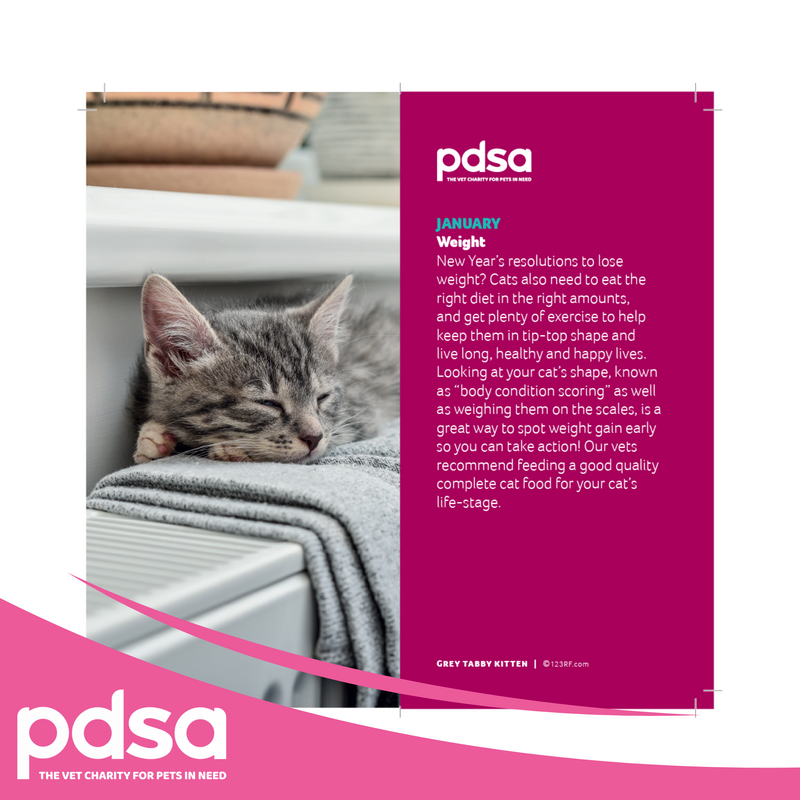 PDSA Cat Diary