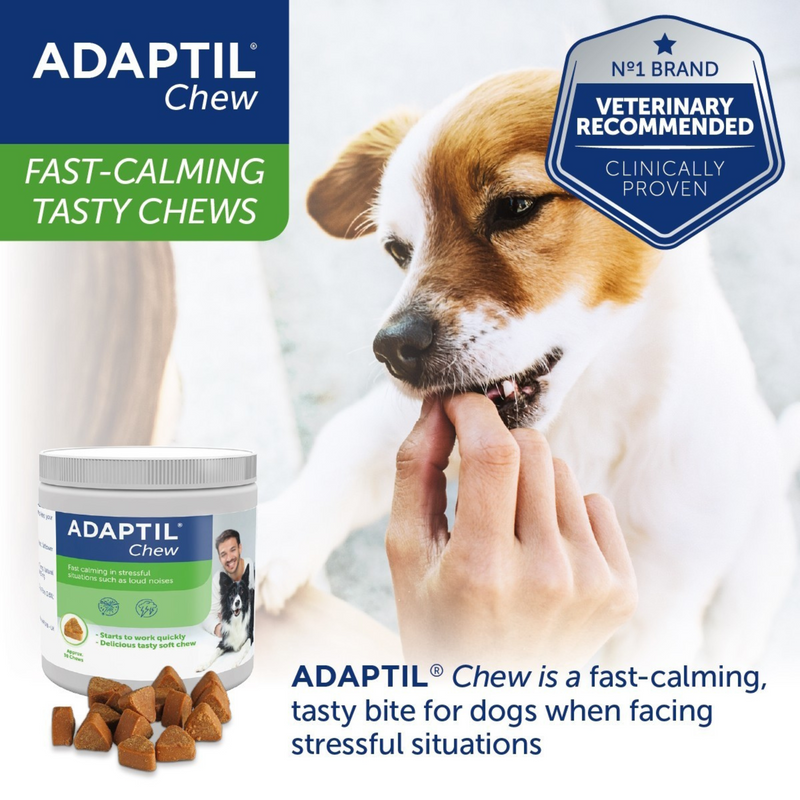Dog eating Adaptil Chews