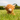 An Ancol Heritage Highland cow plush dog toy with shaggy brown fur, beige horns and muzzle sat in a grassy field.