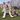 A cream-coloured collie cross with an Ancol plush leopard dog toy lying next to it's paws in a garden setting.