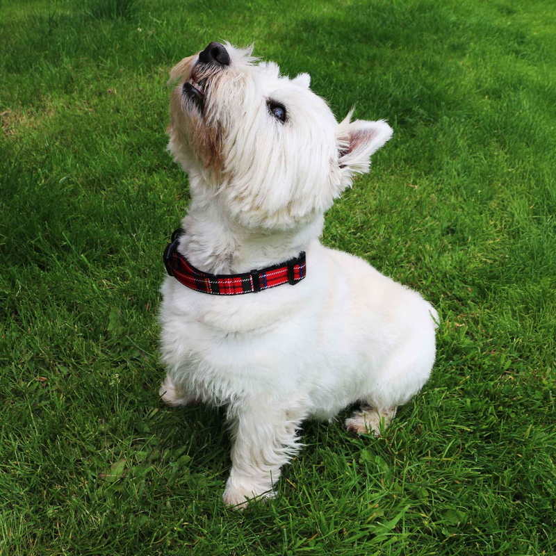 White West Highland Terrier sat on grass wearing a red tartan dog collar. 