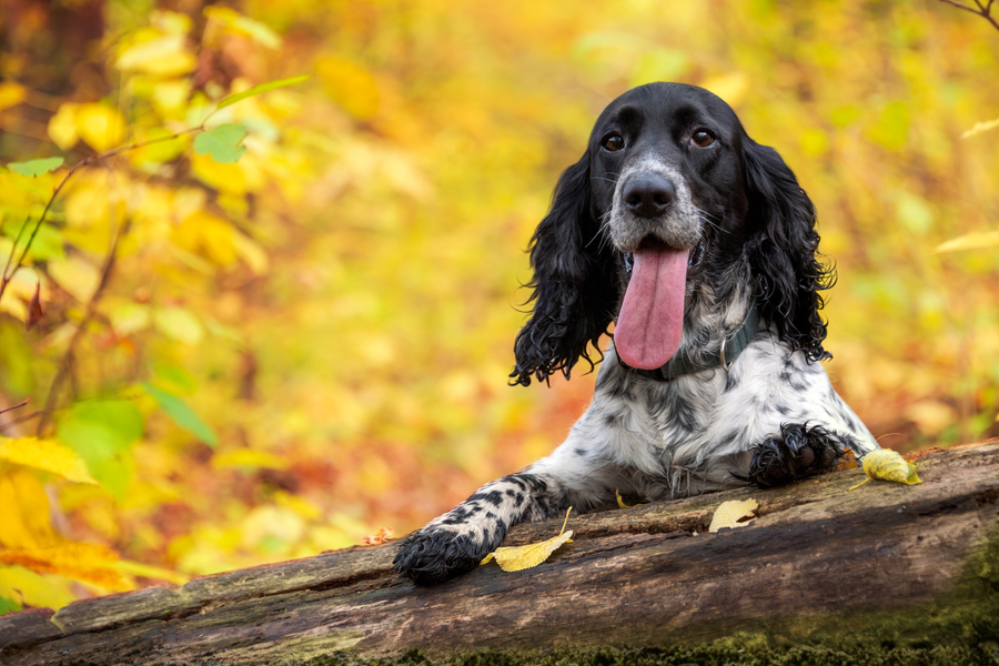 A black and white spaniel dog with its tongue out, lying on a fallen log in an autumn forest with yellow and orange foliage in the background.