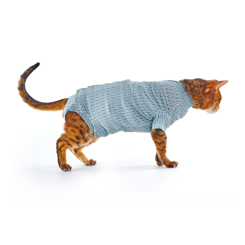 White background with an adult bengal cat wearing a geometric blue bodysuit while standing pictured.