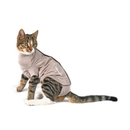 White background with an young adult tabby and white cat wearing a beige bodysuit while sitting pictured.