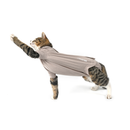 White background with an young adult tabby and white cat wearing a beige bodysuit while stretching forward pictured.