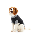 White background with an adult brown and white Collie type dog wearing a black bodysuit with a grey trim while sitting pictured.