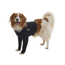 White background with an adult brown and white Collie type dog wearing a black half bodysuit with full length front legs while standing pictured.