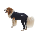 White background with an adult brown and white Collie type dog wearing a black bodysuit with full length hind legs while standing pictured.