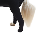 Close up of the hind legs of an adult brown and white Collie type dog wearing a black bodysuit. Picture shows one paw covered, and one not. 