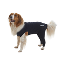 White background with an adult brown and white Collie type dog wearing a black bodysuit with full length hind legs while standing sideways pictured.