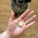 A hand is pictured with a disc shaped treat in the palm, with a dog's nose visibly waiting for the treat, the rest of the face is not visible. The dog is sat on a wooden floor. 