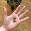 A hand is pictured with a bone shaped treat in the palm, with a dog's nose visibly waiting for the treat, the rest of the face is not visible. The dog is sat on a wooden floor.