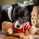 Black and white collie-type dog with a brown bear plush dog toy with red fabric with stars waist coat and red and white stripy trousers, a brown nose with stitched eye details, pictured in a living room with a Christmas tree and presents in the back ground. 