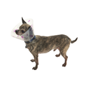 White background with a brown chihuahua type dog wearing a transparent plastic Elizabethan style recovery collars with purple coloured bones on it. 