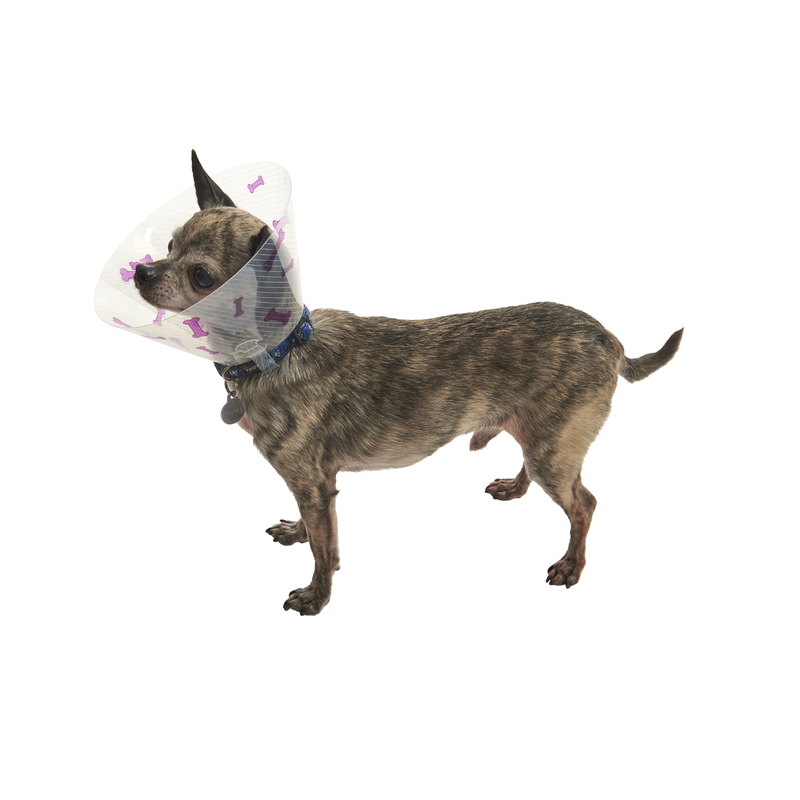 White background with a brown chihuahua type dog wearing a transparent plastic Elizabethan style recovery collars with purple coloured bones on it. 