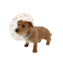 White background with a brown terrier type dog wearing a transparent plastic Elizabethan style recovery collars with orange coloured bones on it. 
