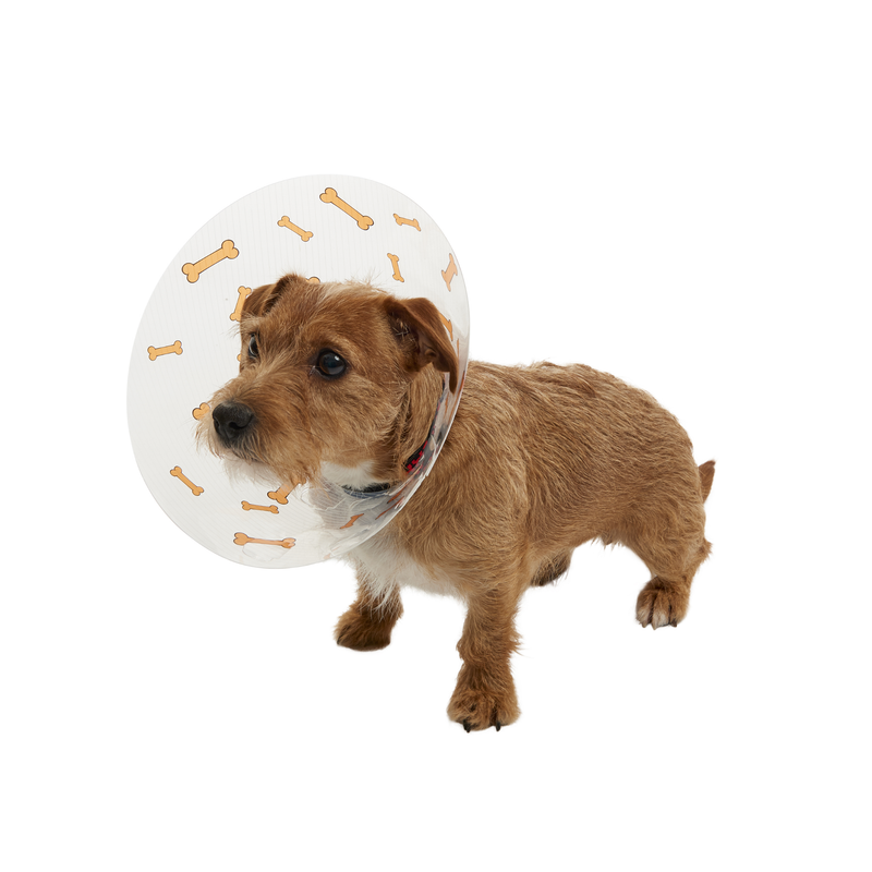 White background with a brown terrier type dog wearing a transparent plastic Elizabethan style recovery collars with orange coloured bones on it. 