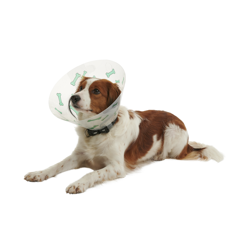White background with a brown and white collie type dog wearing a transparent plastic Elizabethan style recovery collars with green coloured bones on it. 