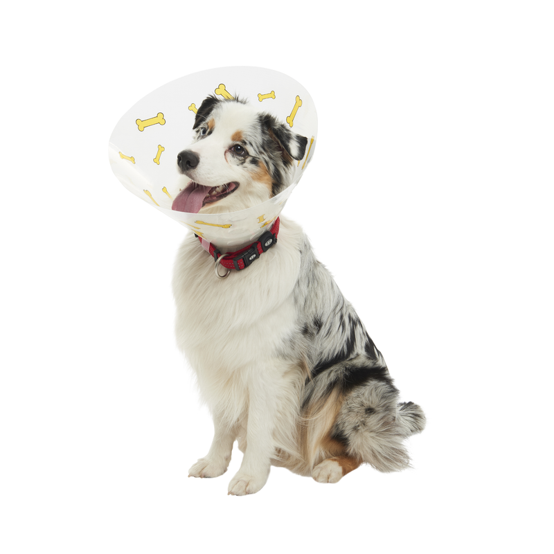 White background with a blue marl collie dog wearing a transparent plastic Elizabethan style recovery collars with yellow coloured bones on it. 