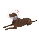 White background with a brown Labrador type dog wearing a transparent plastic Elizabethan style recovery collars with red coloured bones on it. 